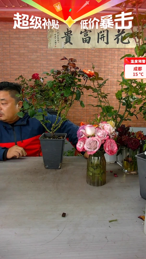 当前无花朵，栽培后可花朵法尔法拉