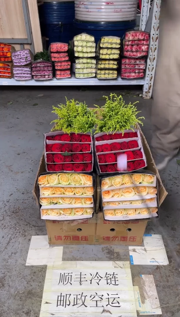 香槟20枝+高原红20枝+黄莺