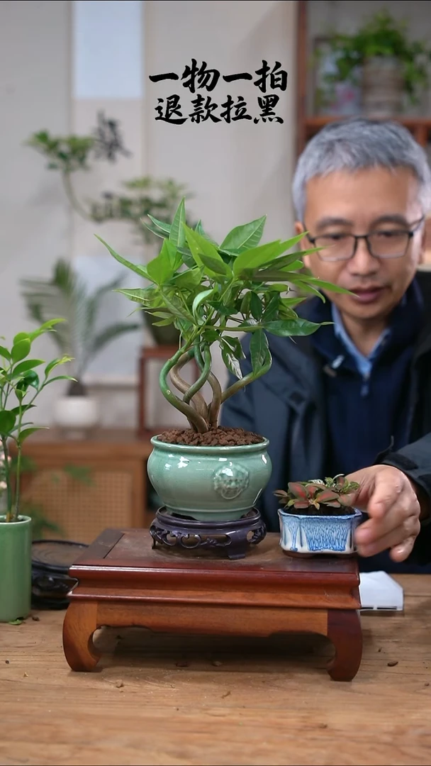 完全开放丹*?发财树+网纹草395