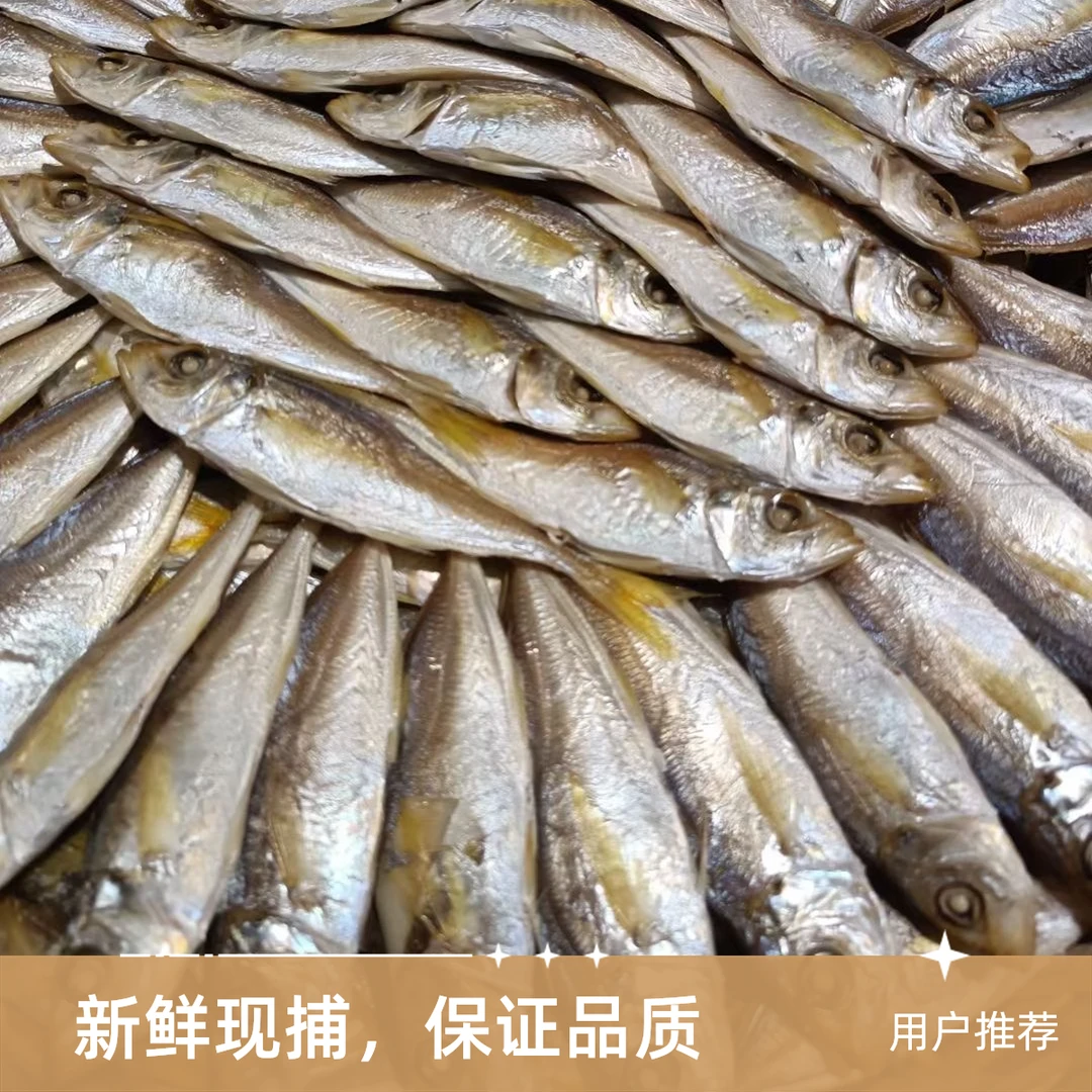 新上市连江本地野生熟鱼【炊提】【顺丰空运】