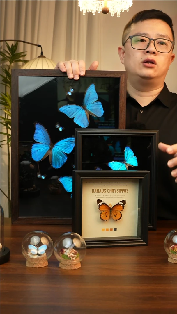 金斑蝶-（6寸方黑色新款框）