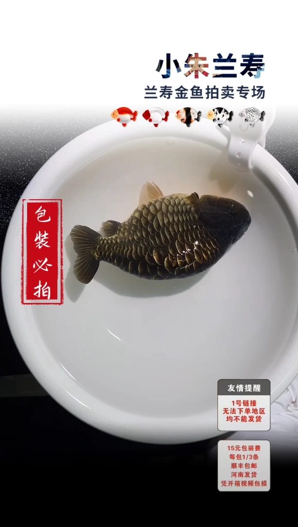金鱼包装必拍未拍顺丰到付9号