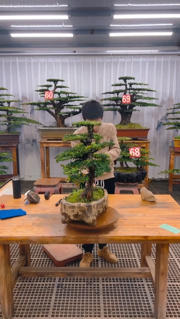 【闪购商品】紫砂精品盆景直播间一物一拍