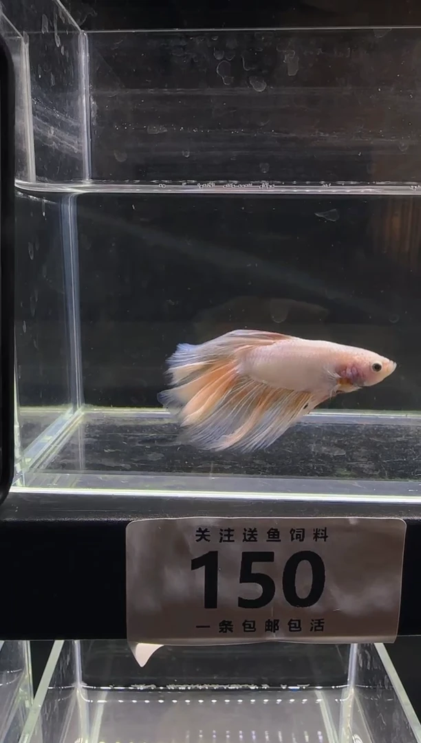 斗鱼斗鱼竞拍链接150