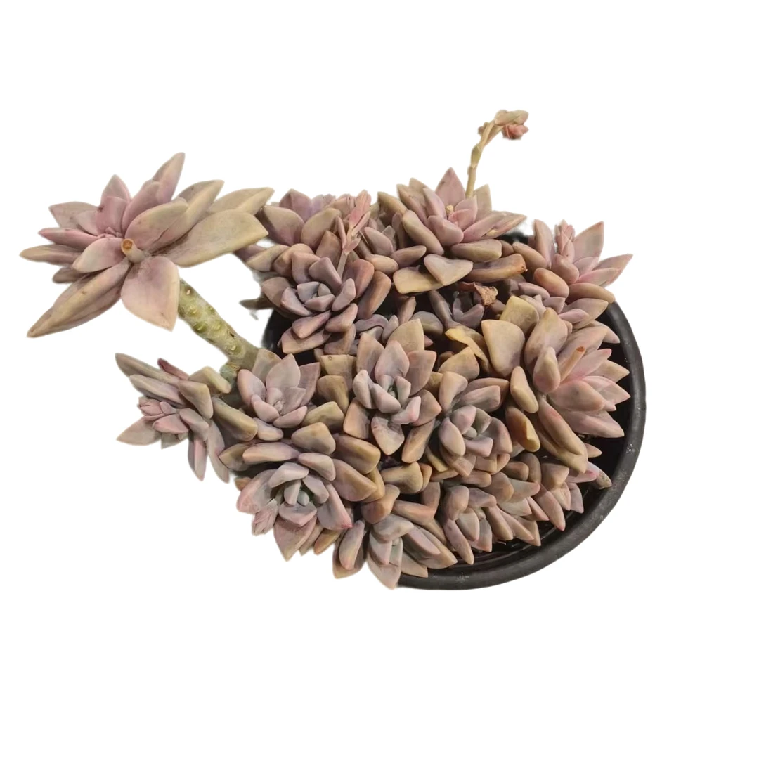 同美多肉园艺  雪舞 粉丝福利多肉植物 直播间实物为