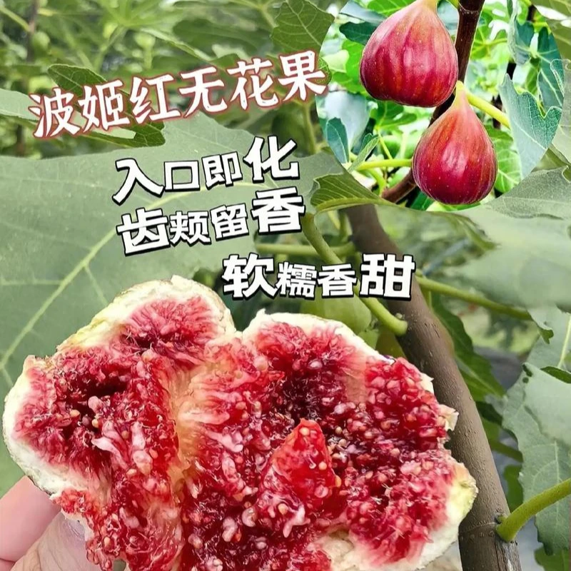 【秋季上新】正宗波姬红无花果树苗大果盆栽地栽耐寒耐旱南北方种植
