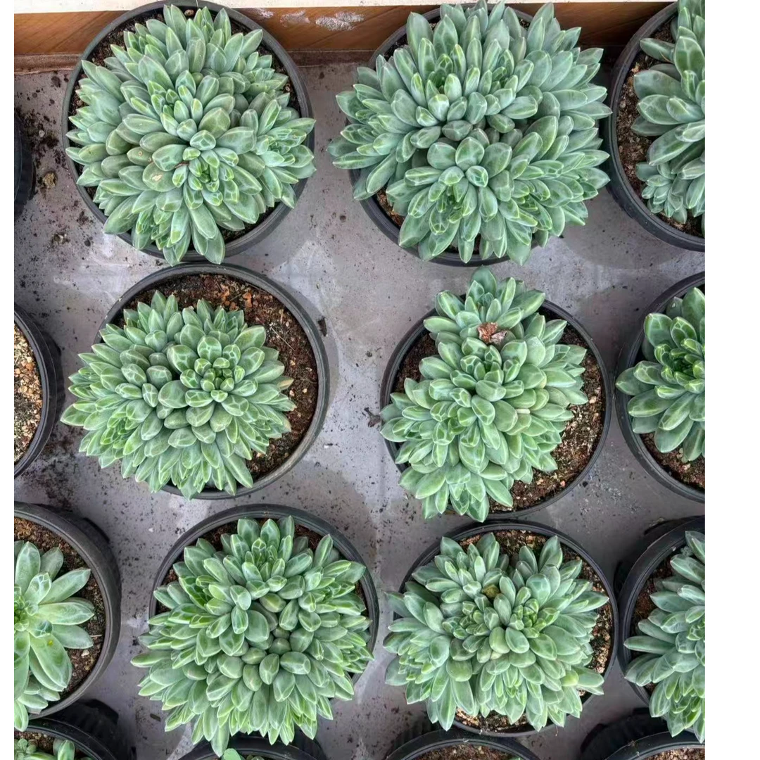 植迷园艺多肉植物10月29日雨花石