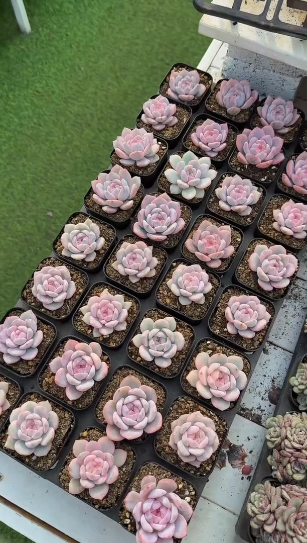 瓜*子140#（锦)梦露大单头（10-13cm）脱土2颗