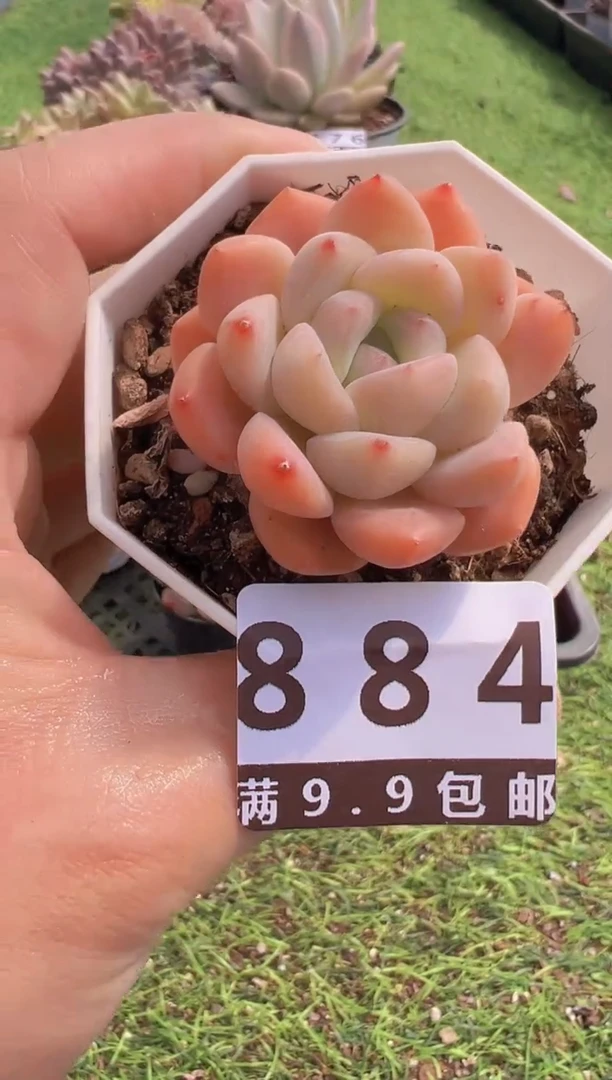 【闪购商品】信福多肉一物一拍