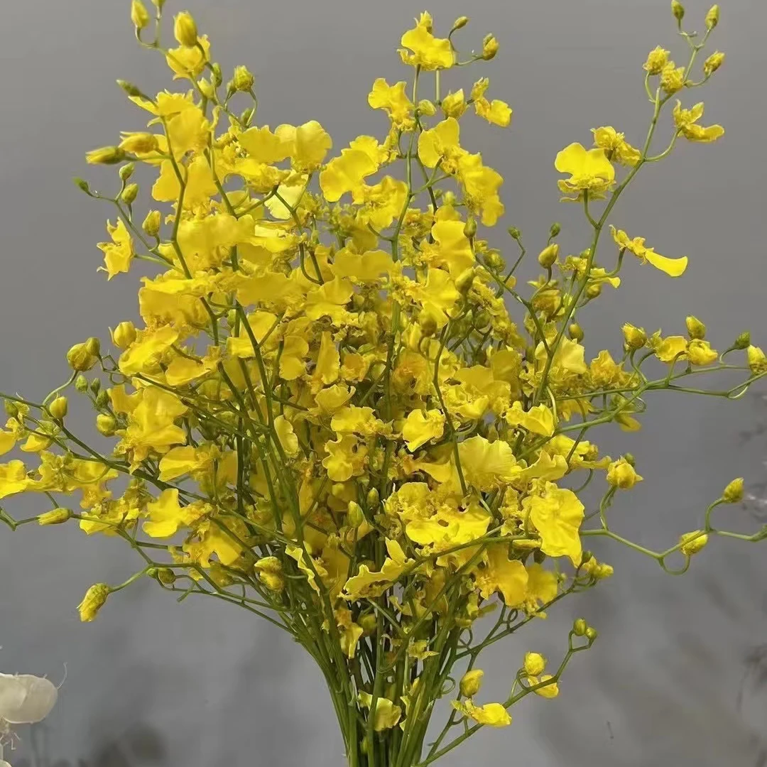 【跳舞兰】任意3扎顺丰包邮零下不拍保温棉冻损无售后