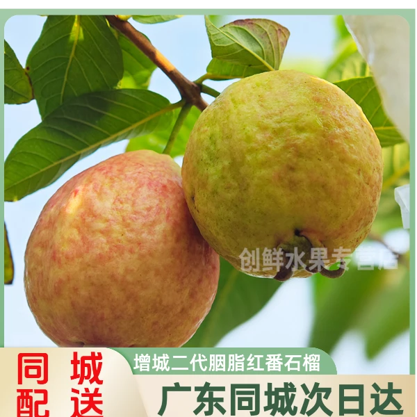 广东次日达广州增城胭脂四季红番石榴鸡屎果天生软糯2-5斤非红心芭乐当天新鲜采摘发货