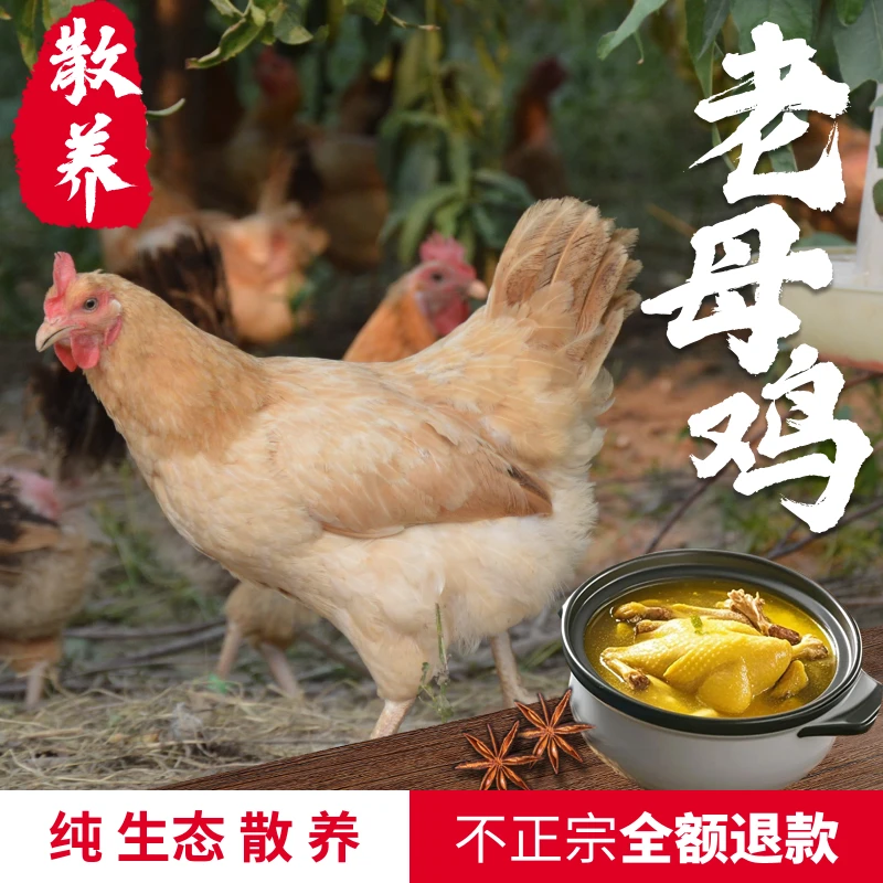 天中人家 生态农场果园散养老母鸡净重2.2斤包邮 包冰率40%及以上