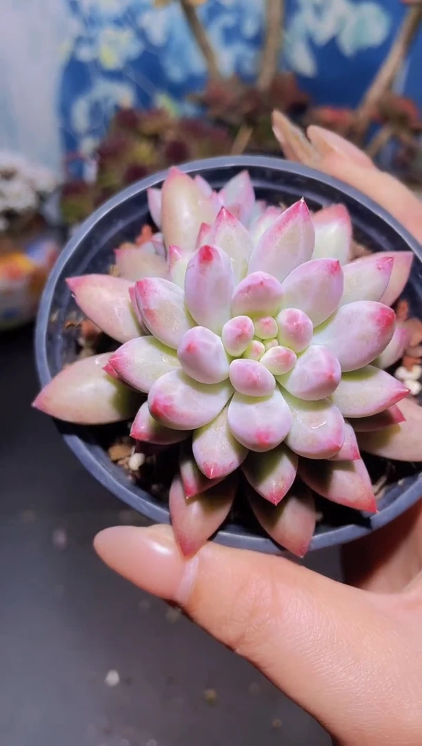 【闪购商品】929车厘子