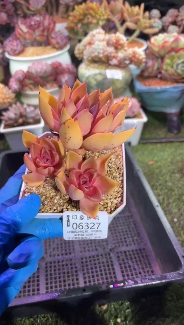 【闪购商品】06327