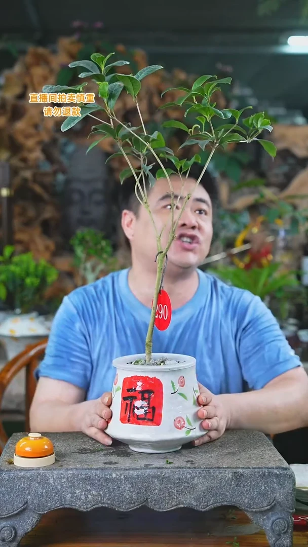 当前无花栽培后可以开花290四季桂T