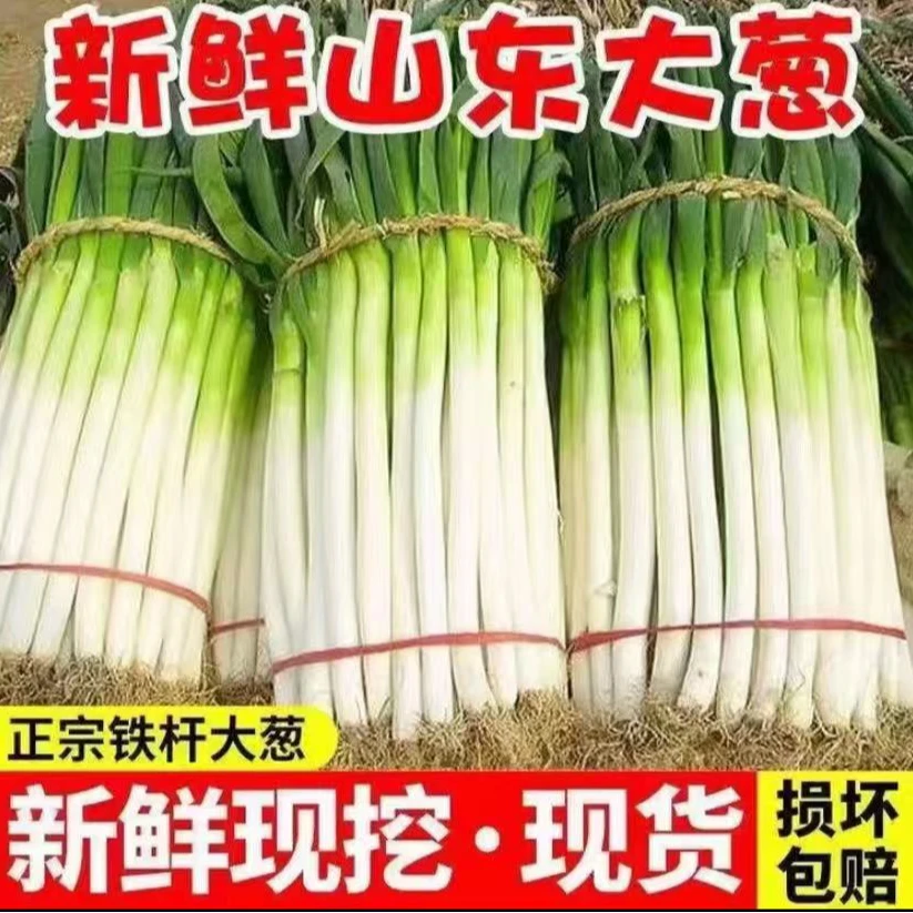 （次日达)山东大葱包邮到家精品葱白产地直发5斤净重铁杆大葱大葱
