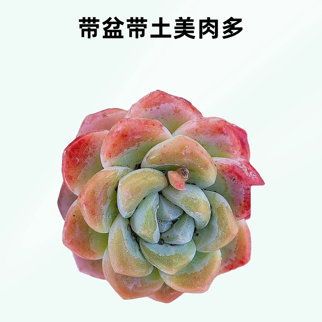 冰玉3个脱土发    熊猫多肉 （满19包邮） 庭院美观