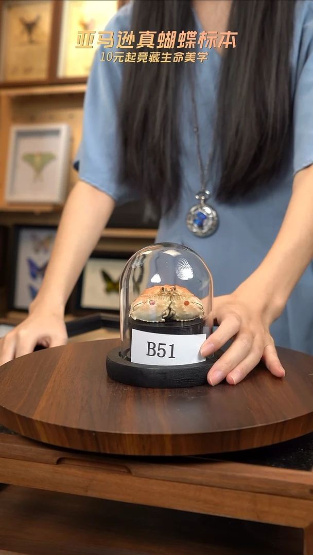 馒头蟹标本玻璃罩款b51