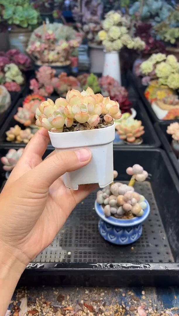 子**华165             不带盆