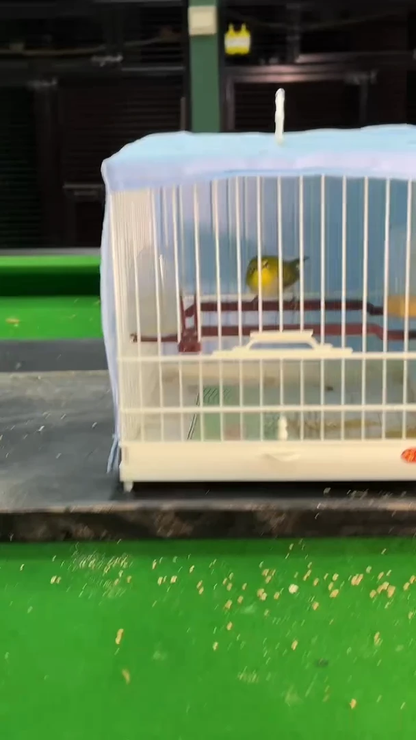 61号绣眼养笼0元起拍