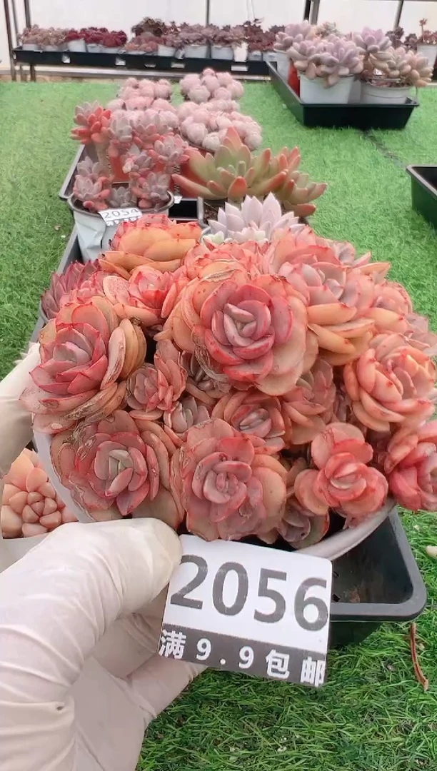 【闪购商品】信福多肉一物一拍