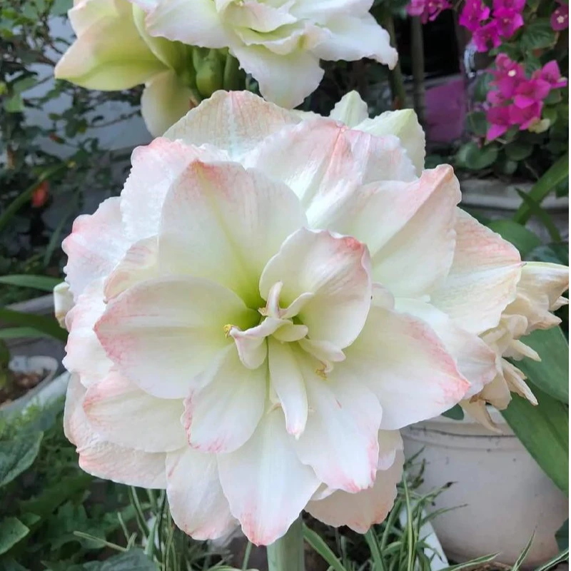 【北极铃声】重瓣朱顶红剪叶裸根发掉侧无售后朱顶红绿植种球