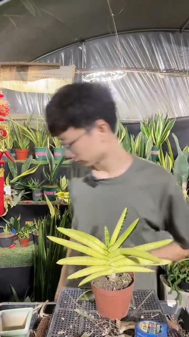 佛手兰阴阳锦带盆土微瑕300