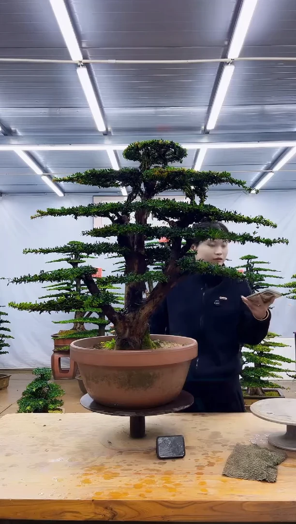无花朵一物一拍，所见即所得
