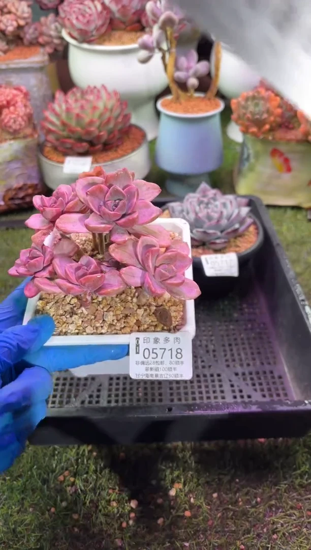 【闪购商品】05718