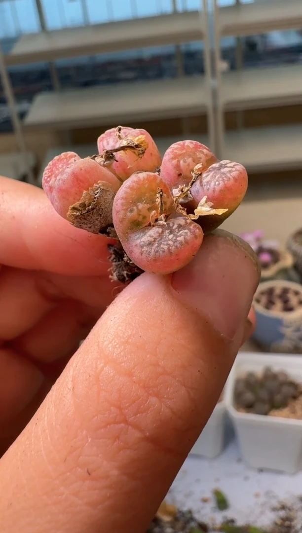 西*露28-339多肉植物肉锥