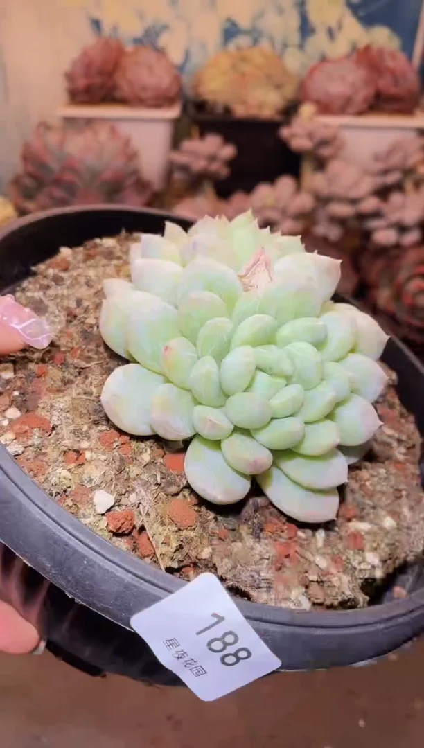 【闪购商品】188绵绵冰