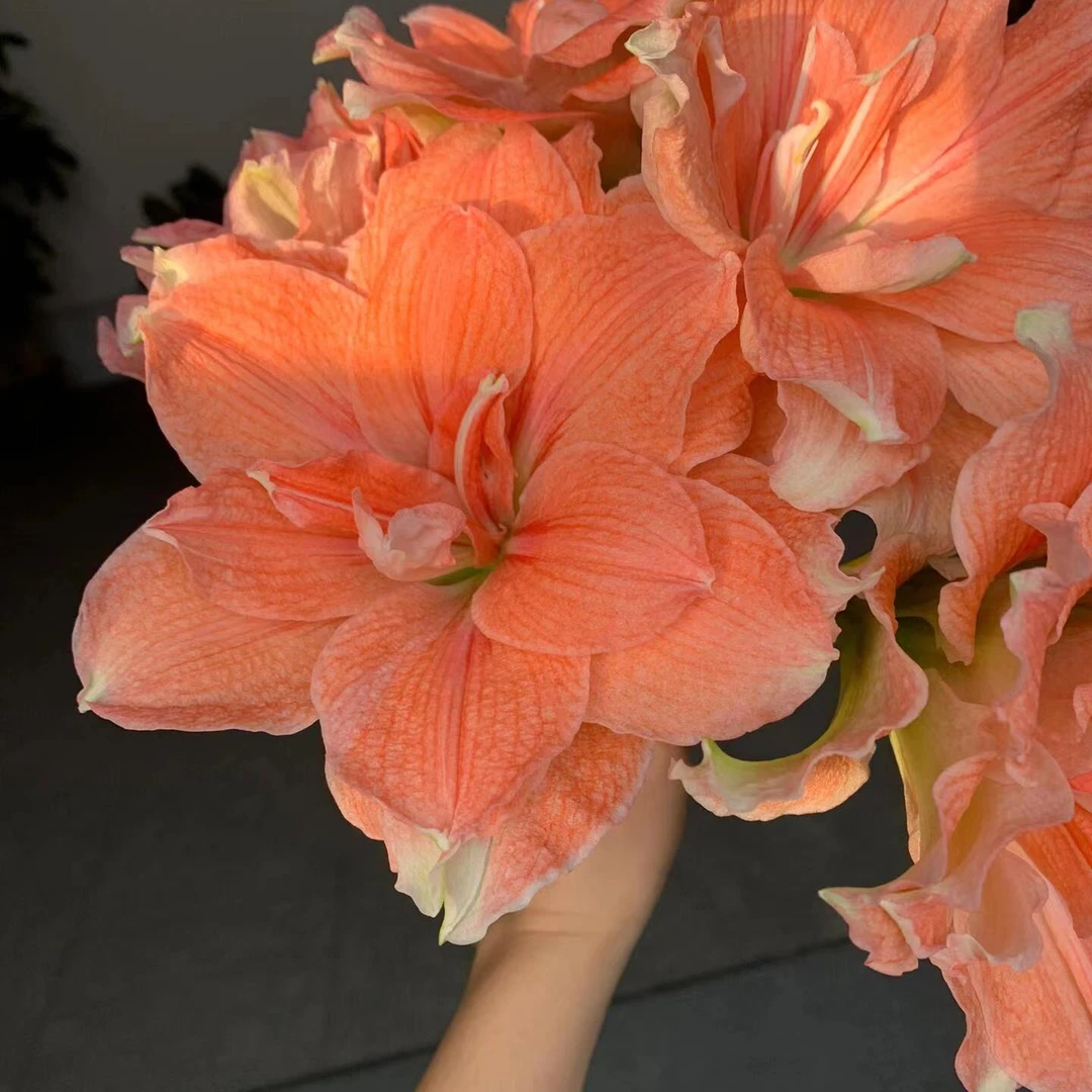 进口朱顶红蒂卡珊瑚《大花重瓣》