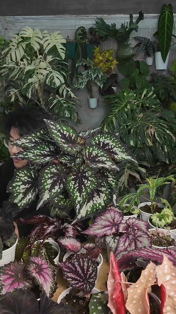 完全开放春芽秋海棠