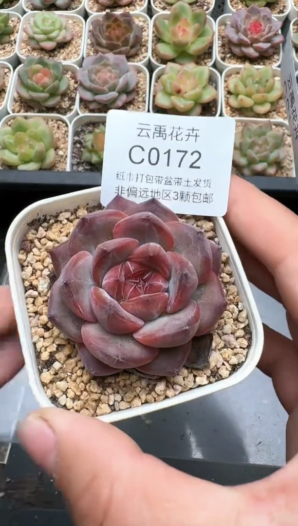 172C云禹多肉植物 带盆土纸巾打包 3颗包邮