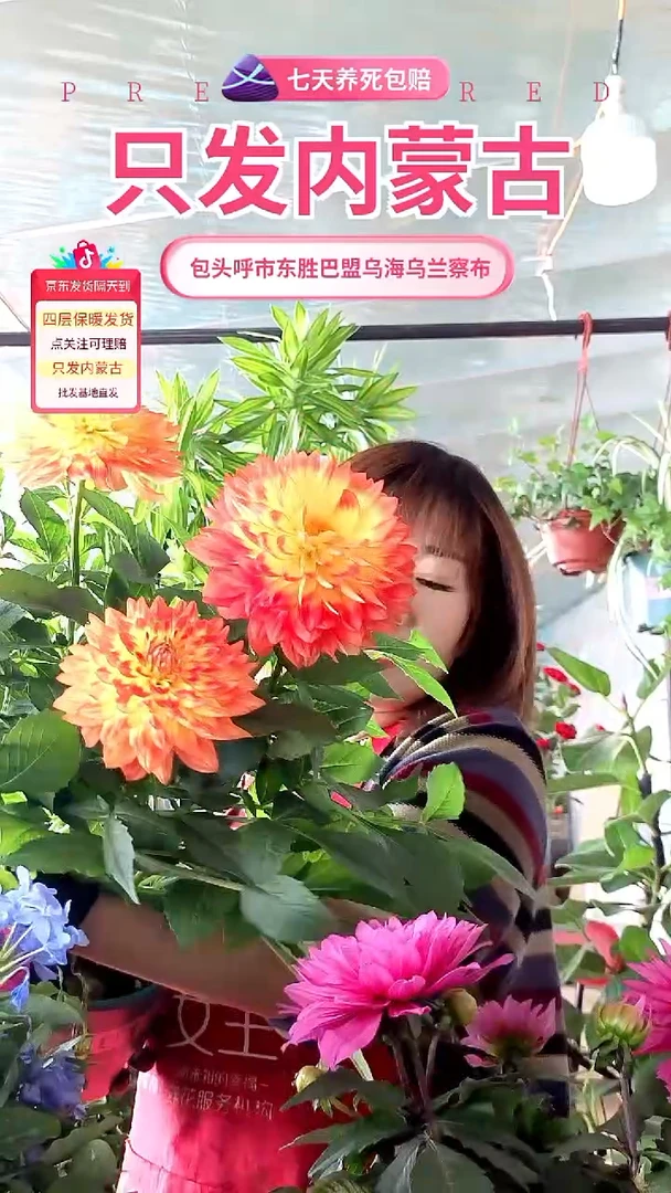 完全开放橙黄色大丽花大盆