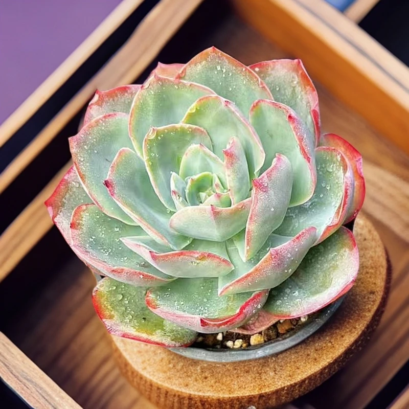 蓝光多肉 时宜 脱土发货 冠幅10公分 新手好养 整装整群