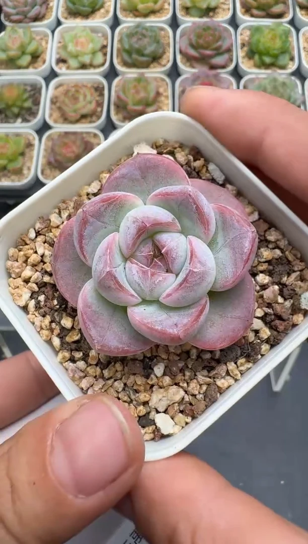 350E云禹多肉植物 带盆土纸巾打包 3颗包邮