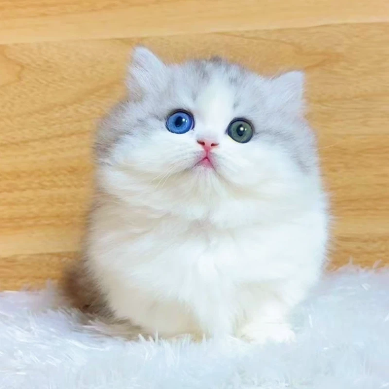 璐璐萌宠 猫咪链接