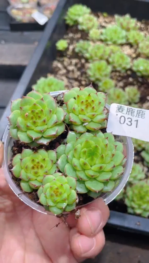 031青针珍妮     量拍