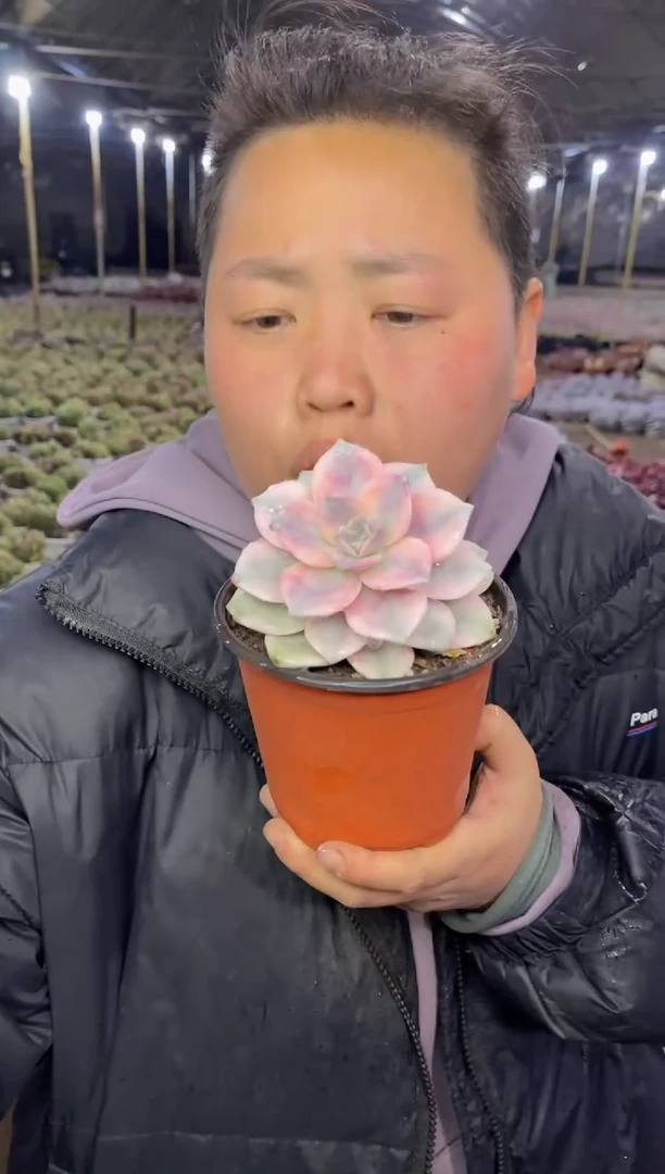 【闪购商品】78-单头紫乐锦10CM9.99