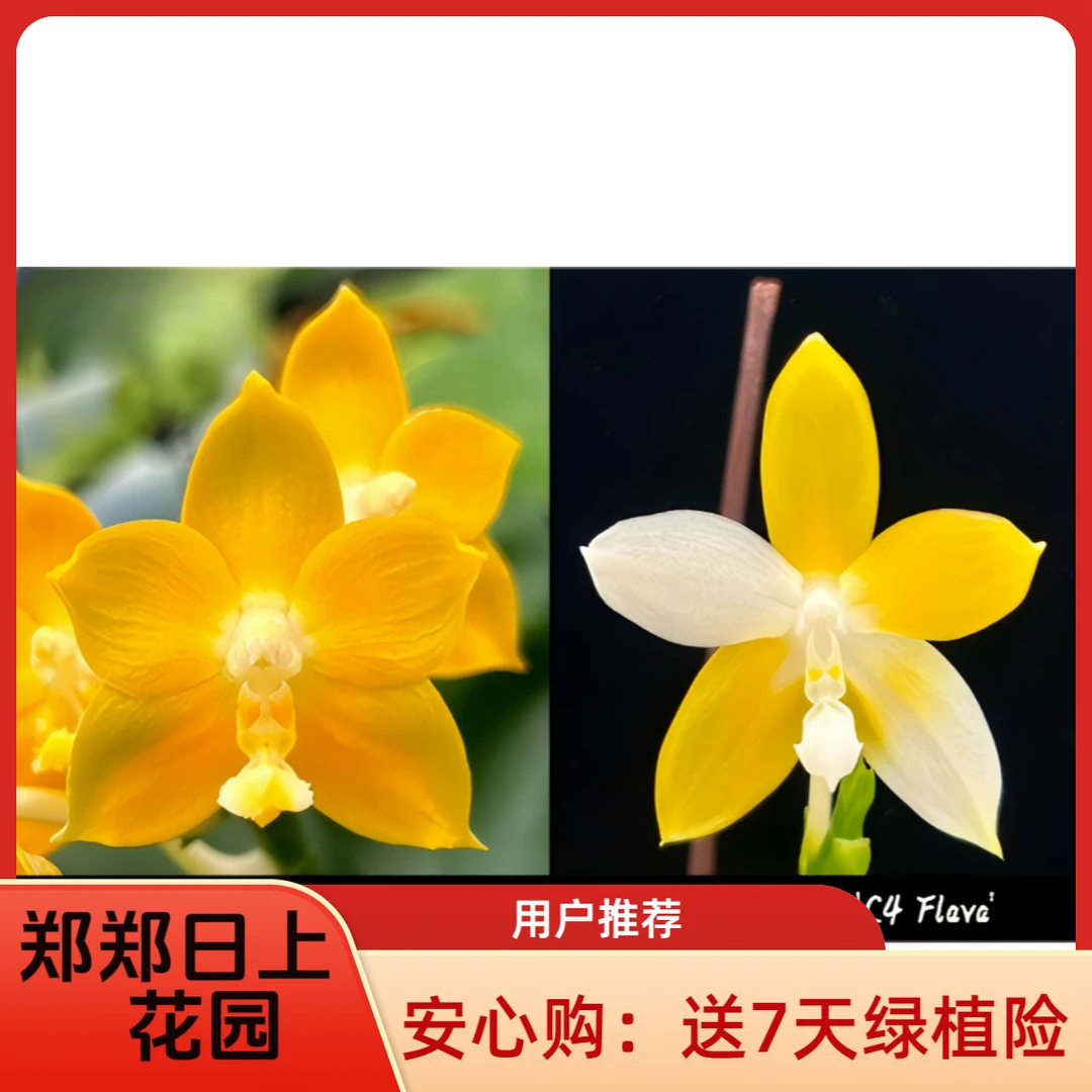 蝴蝶兰 黄金枇杷x黄白跳 2.8寸实生苗 微瑕少根