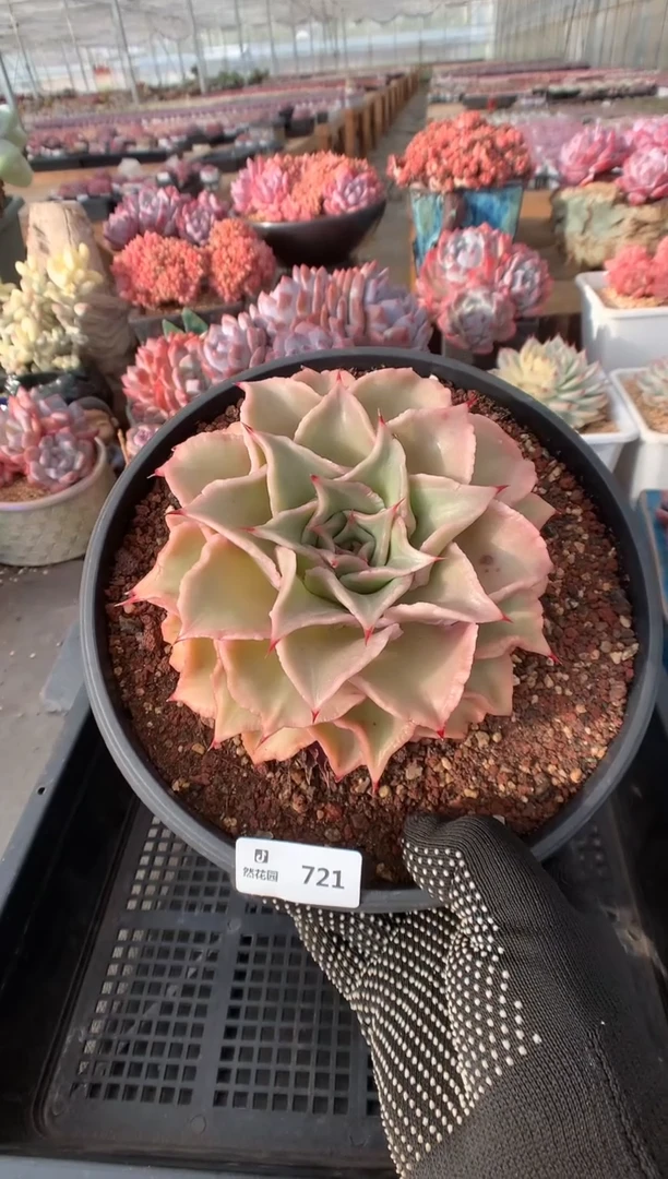 721饺子皮多肉植物