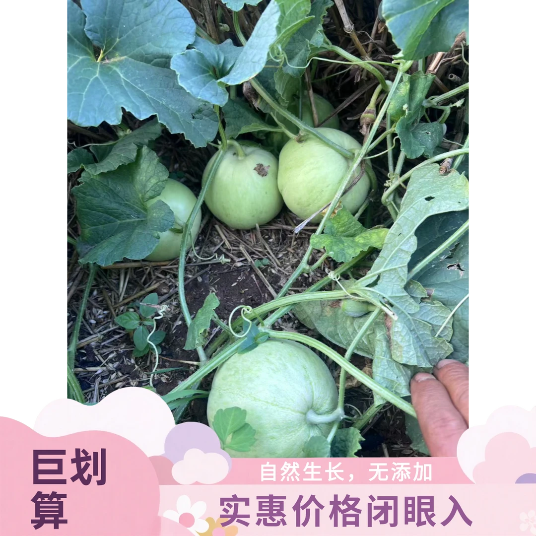 河南农家自种老品种小白瓜新鲜现摘现发5斤装。