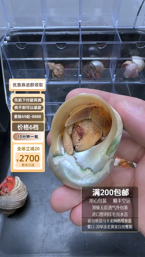 异色毛球不退不换