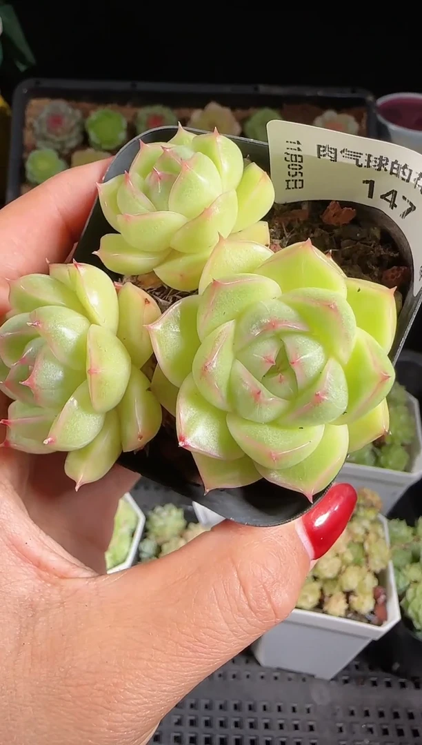 1105-147麦秆群带盆土不包整