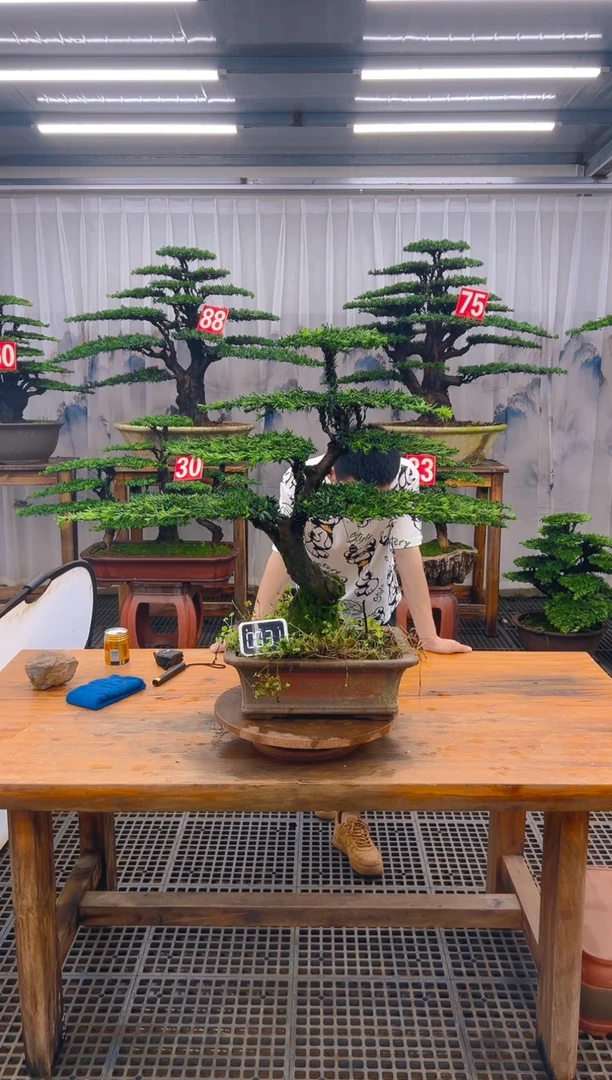 无花朵精品盆景直播间一物一拍