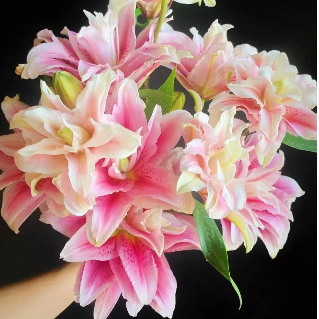 【阿卷哥】蝶舞红尘多头 重瓣香水百合顺丰包邮