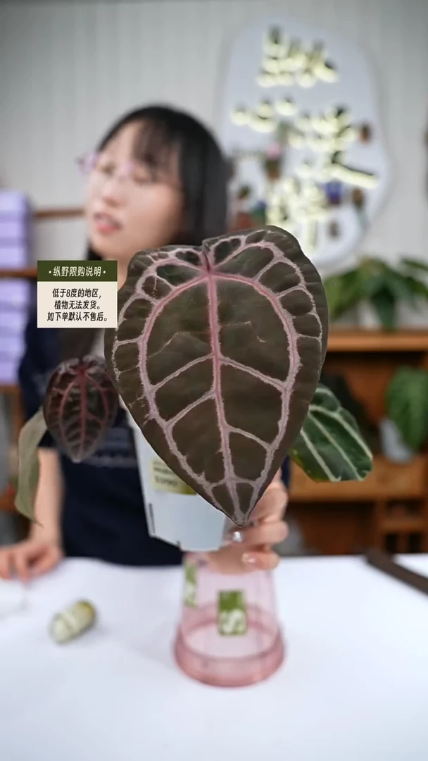 完全开放Y90红水晶