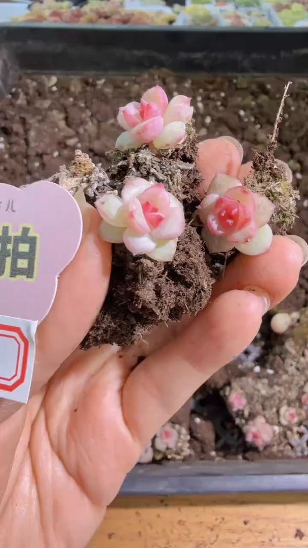 TK单双混 黑框3颗量拍混发 满9.9包邮