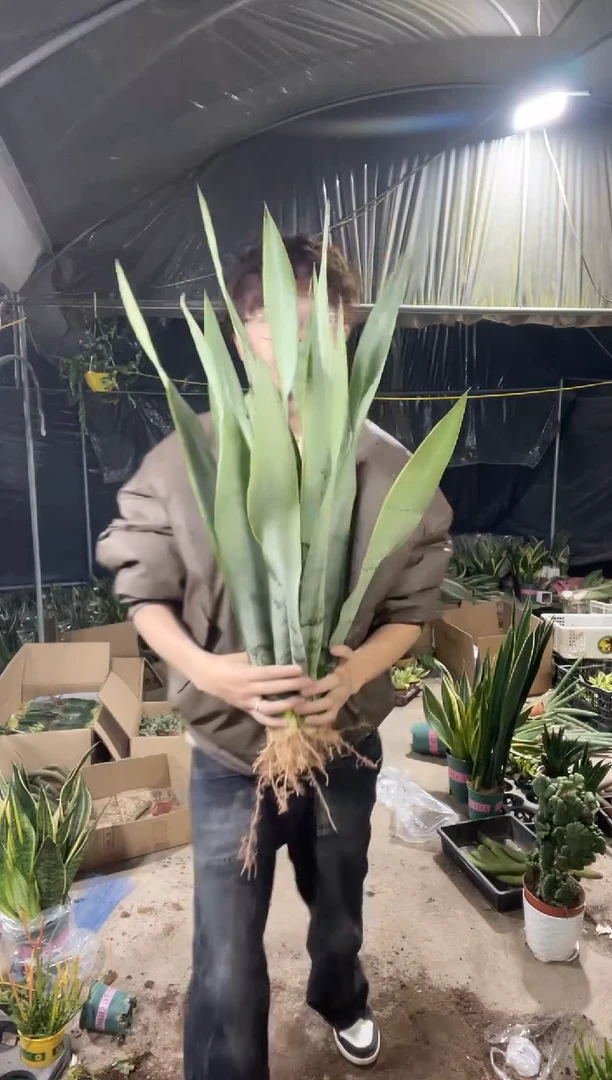 【闪购商品】高脚白金裸根5棵26.8